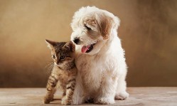 Evcil Hayvan Konaklama